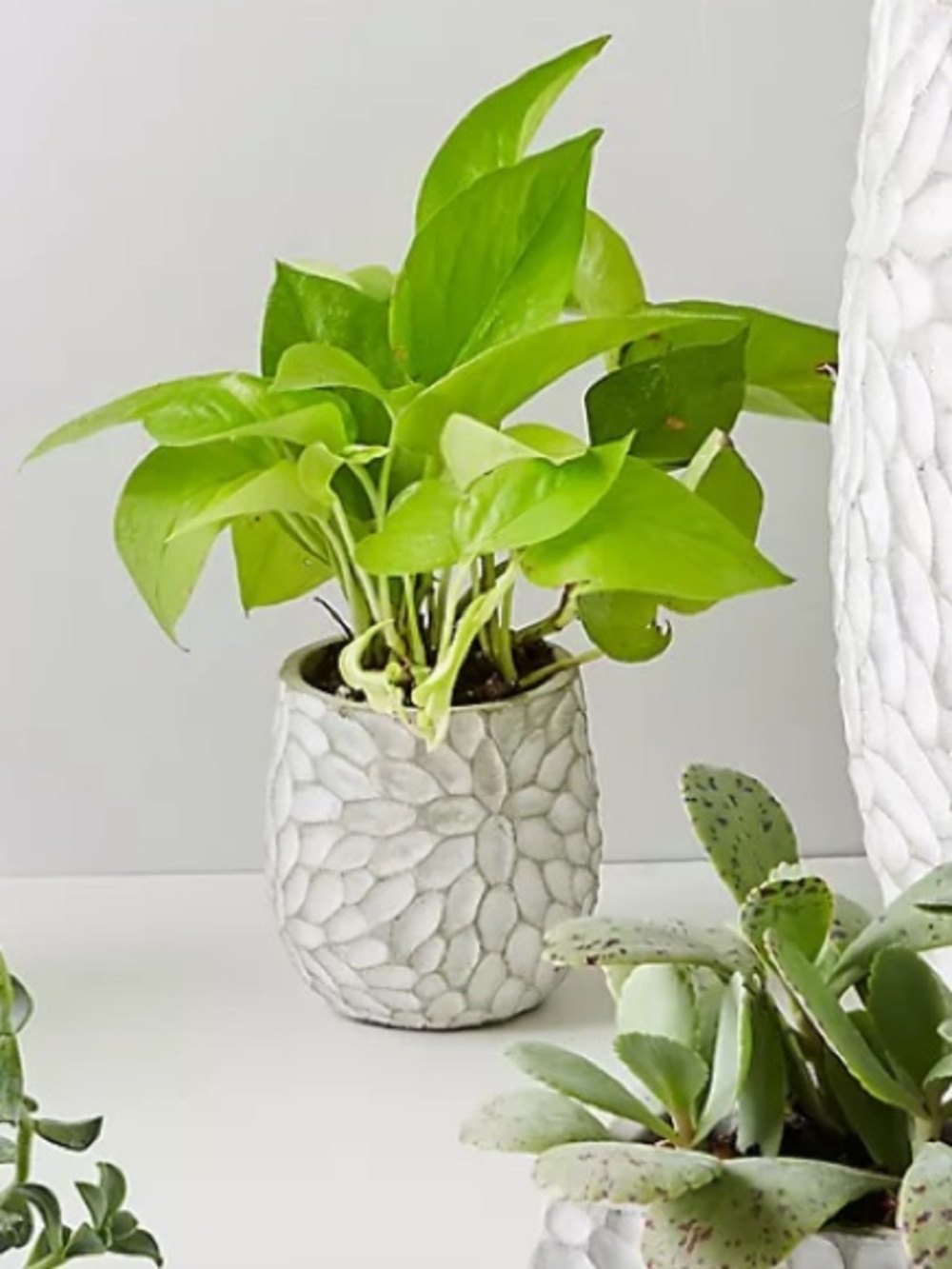 Anthropologie Painted Cement Chrysanthemum Mini Pot White